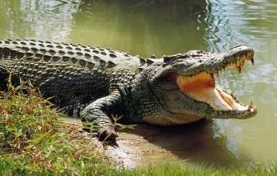 <div id= "tml-link"><a href="/bhitarkanika-national-park/">Bhitarkanika National Park</a></div>