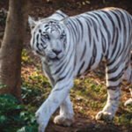 white-tiger
